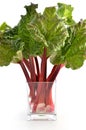 Rhubarb Royalty Free Stock Photo