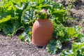 Rhubarb being forced in a terracotta pot Royalty Free Stock Photo