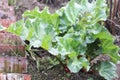 Rhubarb Royalty Free Stock Photo