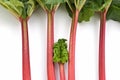 Rhubarb bunch isolated