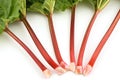 Rhubarb bunch isolated Royalty Free Stock Photo