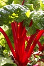 Rhubarb chard beta vulgaris