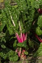 Rhubarb Chard Peppermint Beta Vulgaris subsp cicla var flavescens