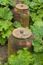 Rhubarb Cloches