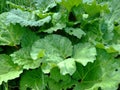 Rhubarb close up