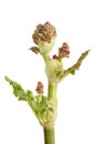 Rhubarb Rheum rhabarbarum Royalty Free Stock Photo