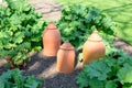 Rhubarb with forcing pots Royalty Free Stock Photo
