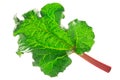 Rhubarb leaf r. rhabarbarum, paths Royalty Free Stock Photo