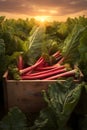 Rhubarb leafstalks harvested in a wooden box in a field with sunset.