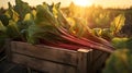 Rhubarb leafstalks harvested in a wooden box in a field with sunset.