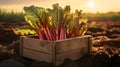 Rhubarb leafstalks harvested in a wooden box in a field with sunset.