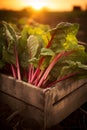 Rhubarb leafstalks harvested in a wooden box in a field with sunset.