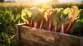 Rhubarb leafstalks harvested in a wooden box in a field with sunset.