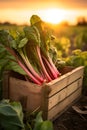 Rhubarb leafstalks harvested in a wooden box in a field with sunset.