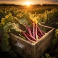 Rhubarb leafstalks harvested in a wooden box in a field with sunset.