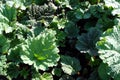 Rhubarb Leaves Royalty Free Stock Photo