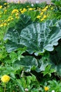 Rhubarb Leaves Royalty Free Stock Photo