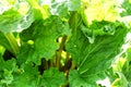 Rhubarb Leaves Royalty Free Stock Photo