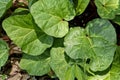 Rhubarb Leaves