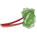 Rhubarb leaves, cartoon illustration, isolated object on white background, vector Royalty Free Stock Photo