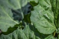 Rhubarb Leaves in Early Spring Uncurling Royalty Free Stock Photo