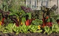 Rhubarb and lettuce