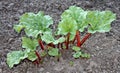 Rhubarb Plant