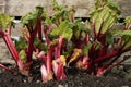 Rhubarb plant Royalty Free Stock Photo