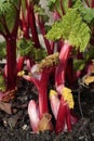 Rhubarb plant Royalty Free Stock Photo