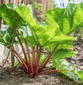 Rhubarb plant in the garden. Close up.