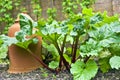 Rhubarb plant in garden.