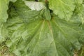 Rhubarb plant green leaf detail Royalty Free Stock Photo