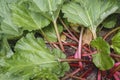 Rhubarb plant green leaves and red stalks Royalty Free Stock Photo