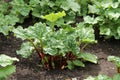 Rhubarb Plant.