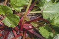 Rhubarb plant red stalks detail Royalty Free Stock Photo