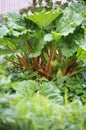 Rhubarb plant (Rheum rhabarbarum) in the garden