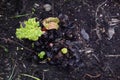 rhubarb plant sprouting in spring. first rhubarb leaves in the vegetable garden Royalty Free Stock Photo