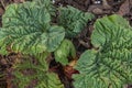 Rhubarb plant in sunny spring color day Royalty Free Stock Photo