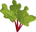 Rhubarb Plant Vector Cartoon Illustration on White Background Royalty Free Stock Photo