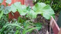 rhubarb plants . Small Holding , homegrown