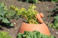 Rhubarb Poking Out of a Clay Forcing Bell Royalty Free Stock Photo