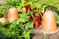 Rhubarb with Pottery Forcers Royalty Free Stock Photo