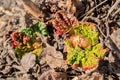 Rhubarb, Rheum Rhabarbarum, crowns emerging from the ground in early spring. Young shoots of the edible rhubarb plant Royalty Free Stock Photo