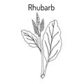 Rhubarb Rheum rhabarbarum , culinary and medicinal plant. Royalty Free Stock Photo