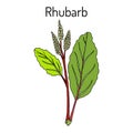 Rhubarb Rheum rhabarbarum , culinary and medicinal plant. Royalty Free Stock Photo