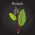 Rhubarb Rheum rhabarbarum , culinary and medicinal plant. Royalty Free Stock Photo