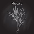 Rhubarb Rheum rhabarbarum , culinary and medicinal plant.