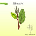 Rhubarb Rheum rhabarbarum , culinary and medicinal plant