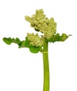 Rhubarb Rheum rhabarbarum flower Royalty Free Stock Photo