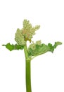 Rhubarb Rheum rhabarbarum flower Royalty Free Stock Photo